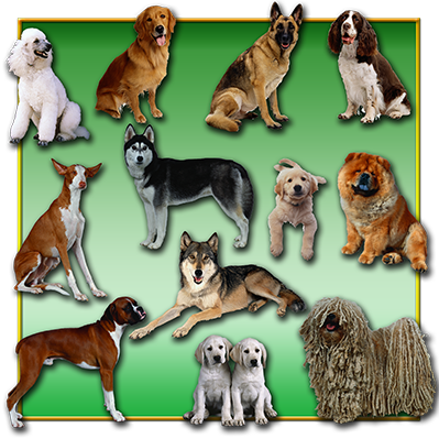 Grafica Raccolta Cani 1 f.to PSD con trasparenza Grafica Raccolta Cani 1 f.to PSD con trasparenza