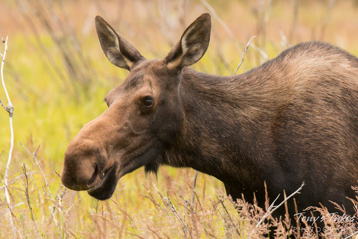 A female Moose seems to smile. (© Tony’s Takes)