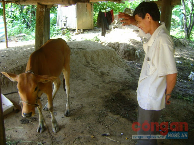 Bò dự án cho người nghèo tại Con Cuông, Nghệ An