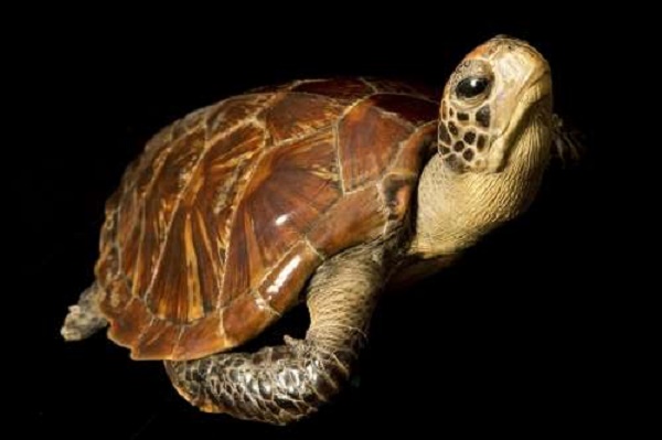 Fate of turtles, tortoises affected more by habitat than temperature Fate of turtles, tortoises affected more by habitat than temperature