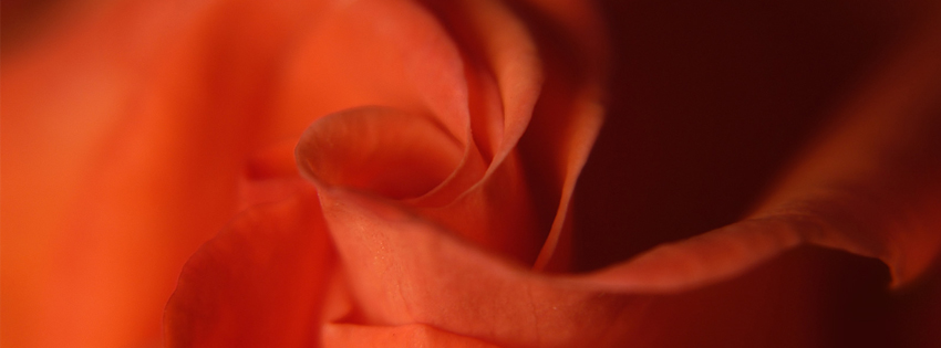 Rose cover for Facebook Rose cover for Facebook