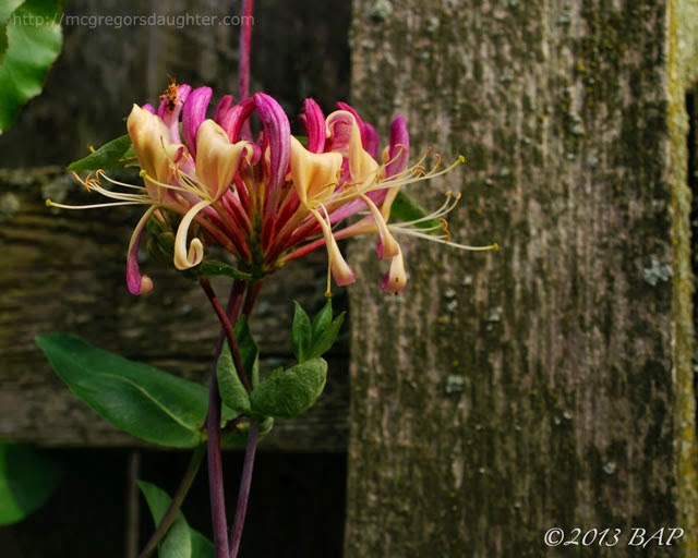 Last Week's Photo of the Week: honeysuckle