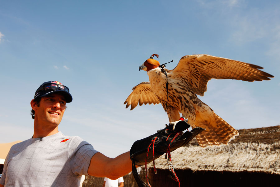 ручной сокол размахивает крыльями на руке Марка Уэббера перед Гран-при Абу-Даби 2011