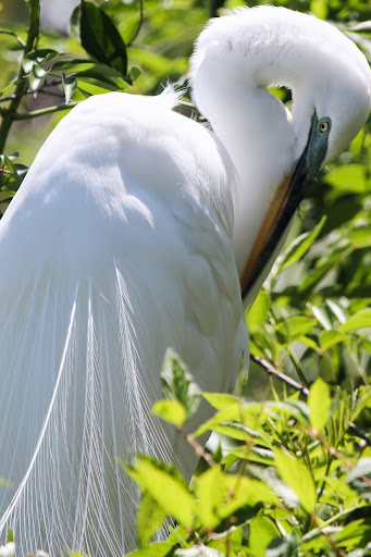 Park «Cypress Wetlands», reviews and photos, 1700 Paris Ave, Port Royal, SC 29935, USA