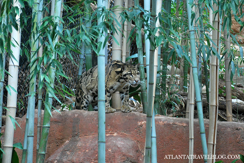 Atlanta zoo