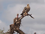 Tawny eagle and Rüppell's vulture