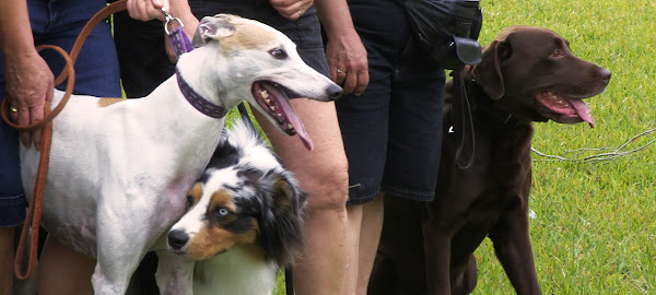 Therapy Dogs