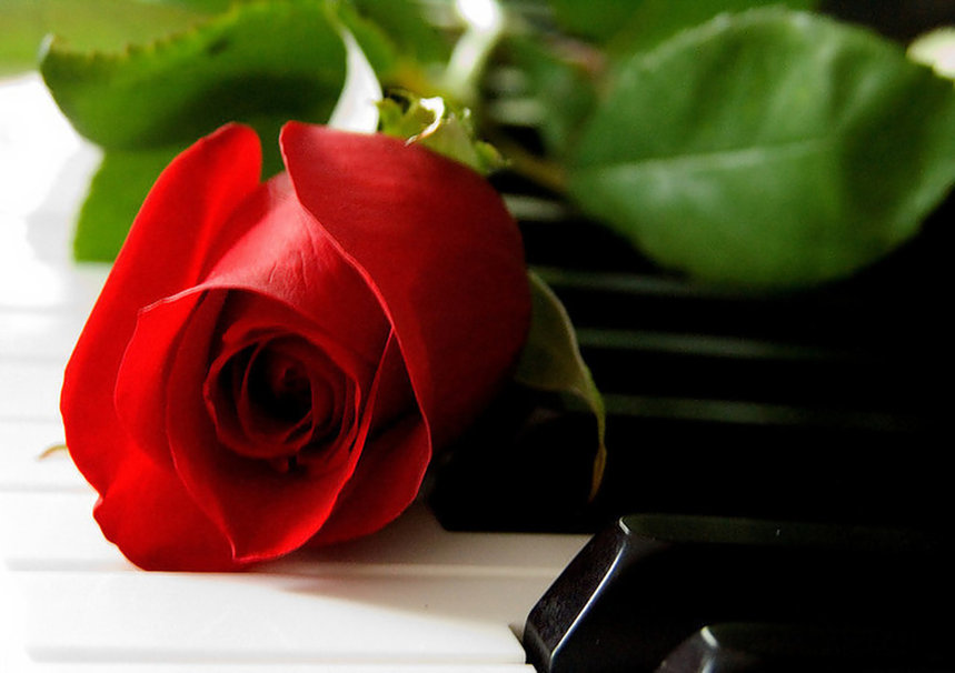 Kết quả hình ảnh cho Piano và hoa hồng nhung