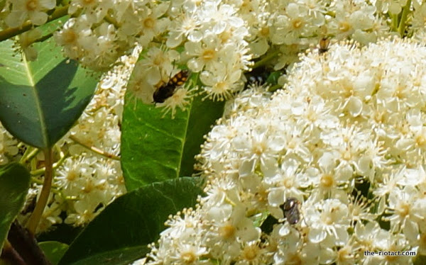 native bees