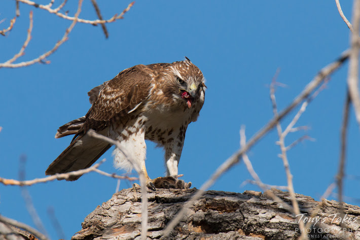 A Red Tailed Hawk devours its meal.   (© Tony’s Takes)