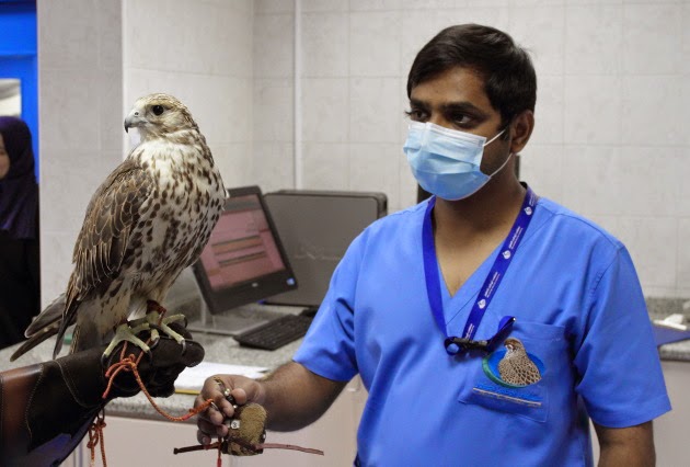 Holding a Falcon at the Falcon Hospital in Abu Dhabi