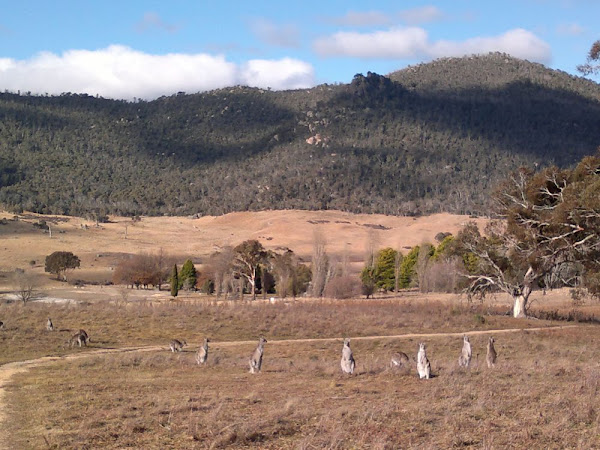orroral valley kangaroos