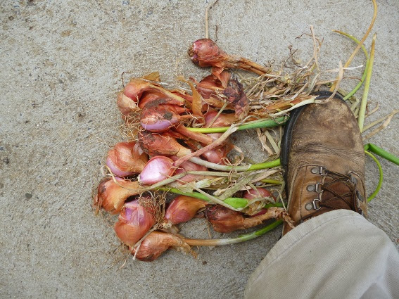 Walking onion harvest Jan 2014