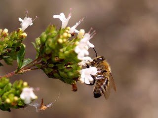 Oregano