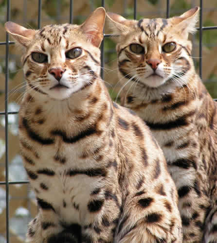 Asian cat leopard sale
