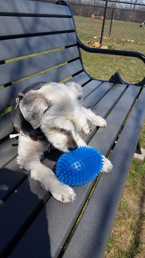 Dog Park «Carol Stream Bark Park», reviews and photos, 280 Kuhn Rd, Carol Stream, IL 60188, USA