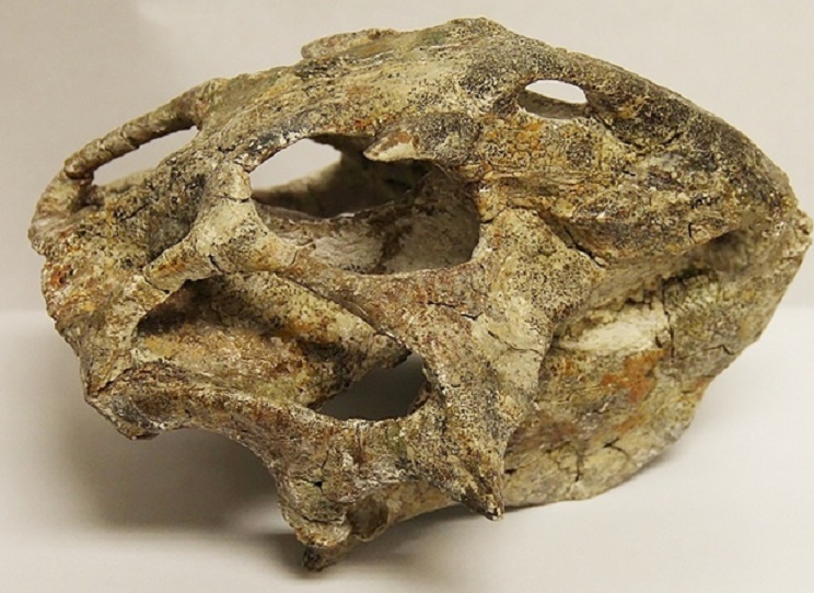 Palaeontology: US hands over looted dinosaur fossils to Mongolia
