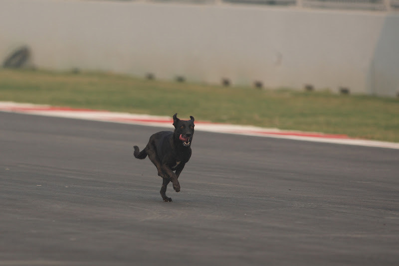 собака на трассе Буддх во время свободных заездов на Гран-при Индии 2011