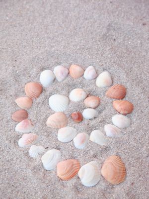 Seashell Spiral