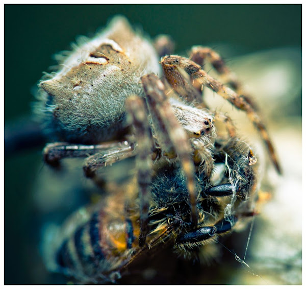 spider eating bee