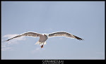 One leg seagull - Thasos ferry - August 2012 - Photo by Ciprian Neculai / http://artandcolor.ro One leg seagull - Thasos ferry - August 2012 - Photo by Ciprian Neculai / http://artandcolor.ro