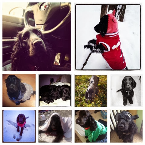 Cocker collage