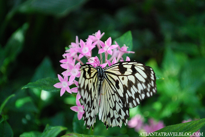 Фото бабочки