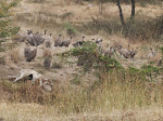 Rüppell's vultures and white-backed vultures