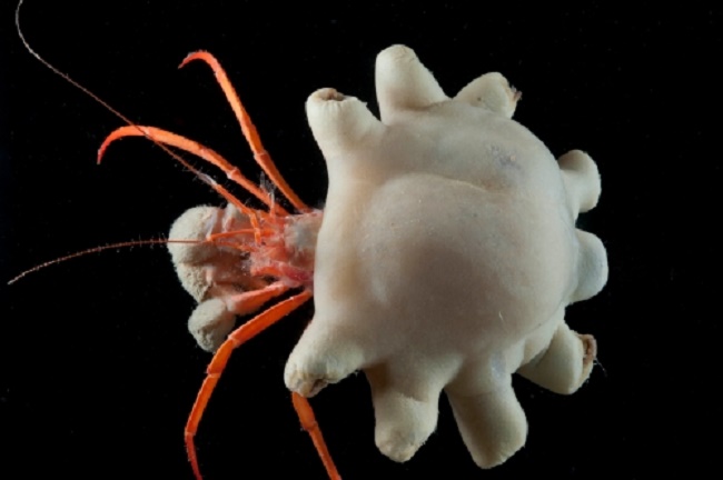 First evidence of deep-sea animals ingesting microplastics First evidence of deep-sea animals ingesting microplastics