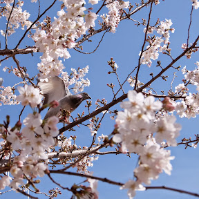 鳩と桜