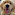IL CANE