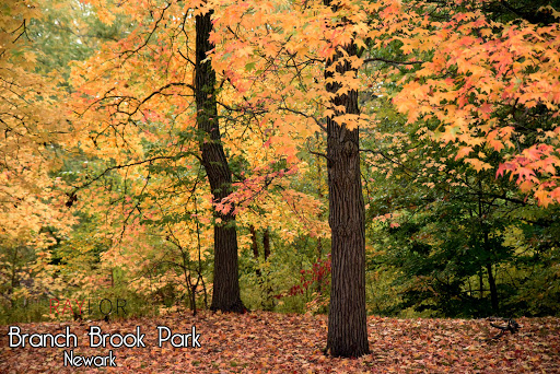 Park «Branch Brook Park», reviews and photos, Lake St & Park Avenue, Newark, NJ 07104, USA