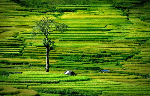 Cánh đồng lúa Việt Nam: xanh - chín vàng