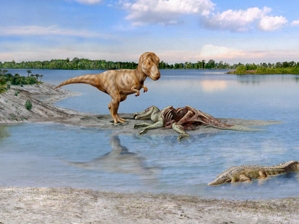 Mammals evolved faster after dinosaur extinction Mammals evolved faster after dinosaur extinction