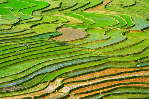 Cánh đồng lúa Việt Nam: xanh - chín vàng