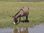 Red-billed oxpecker on a donkey at Bishangari