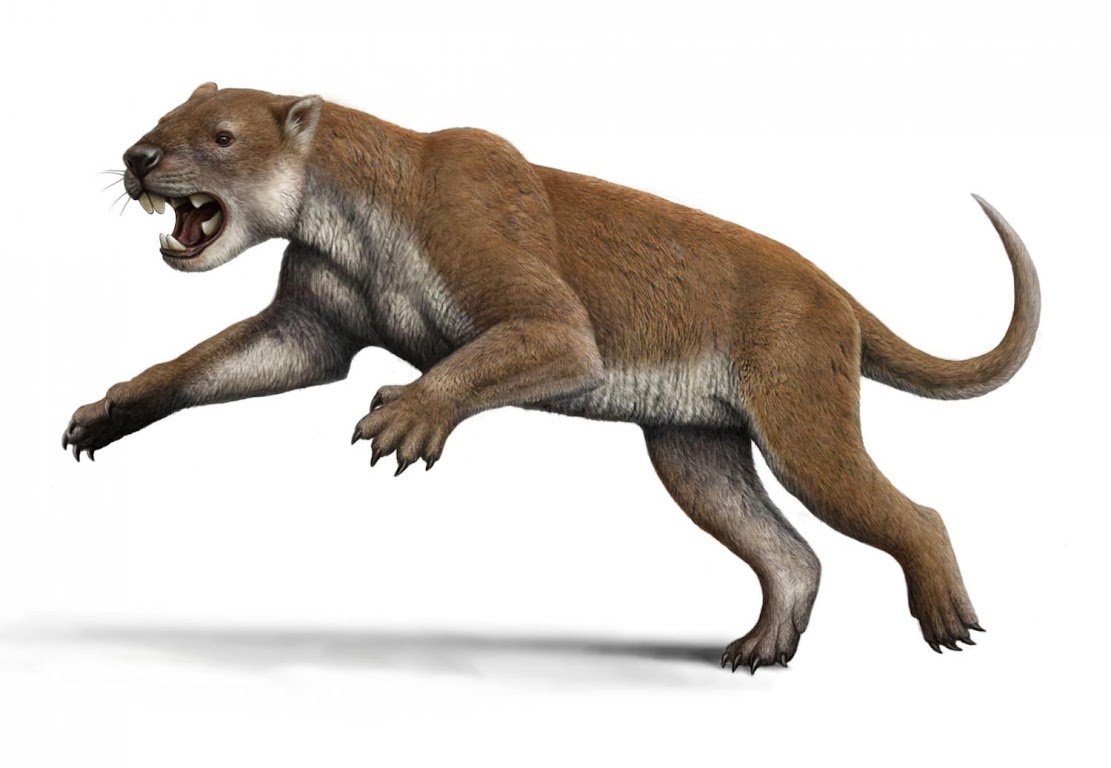 Elbows of extinct marsupial lion suggest unique hunting style Elbows of extinct marsupial lion suggest unique hunting style