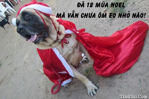 Ảnh chế vui đêm Noel, giáng sinh của hội Ế, độc thân, FA ảnh chế Noel của FA