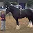 Shire Horse