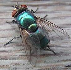 Espalda de la mosca Espalda de la mosca