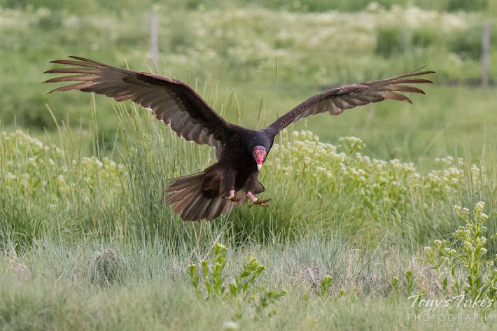 A Turkey Vulture comes in for a landing.  (© Tony’s Takes)