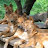implosive dingos