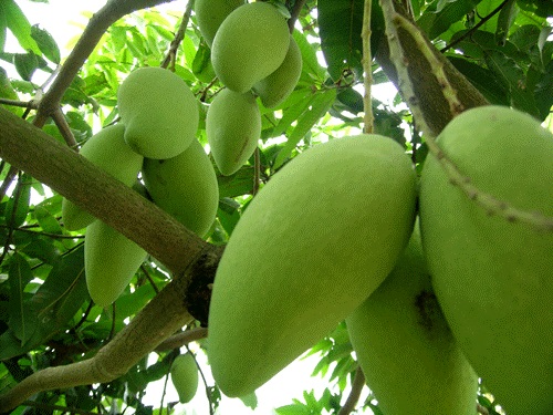 Chùm thơ ngũ quả mừng Xuân hay, ý nghĩa cho ngày Tết thơ ngũ quả ngày Tết