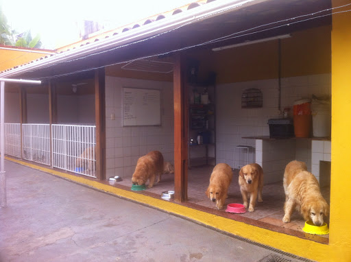 Golden Society Kennel, Rua Polynice Rabelo Mourão, 33 - Belvedere, Belo Horizonte - MG, 30320-620, Brasil, Serviços_Canis, estado Minas Gerais