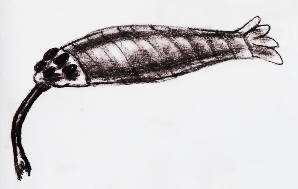 Opabinia, a strange, possibly panarthropod predator of the cambrian seas