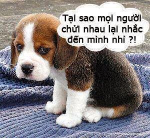 Hiểu Lầm Vì SMS Không Dấu: Do Con Chó Hiểu Lầm Vì SMS Không Dấu: Do Con Chó