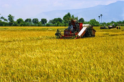 Cánh đồng lúa Việt Nam: xanh - chín vàng