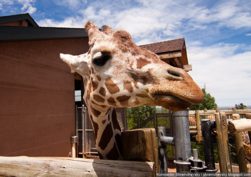 USA Colorado Cheyenne Mountain Zoo Giraffe США Колорадо Шайенн Маунтин Зоопарк Жираф