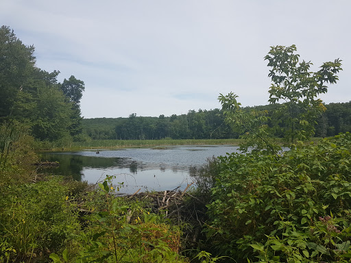 State Park «Lowell-Dracut-Tyngsborough State Forest», reviews and photos, Trotting Park Rd, Dracut, MA 01826, USA