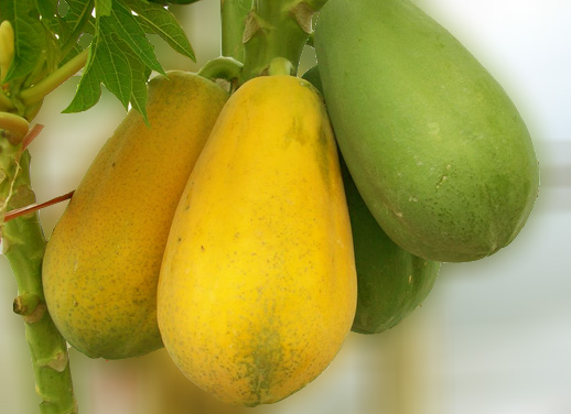 Chùm thơ ngũ quả mừng Xuân hay, ý nghĩa cho ngày Tết Thơ ý nghĩa về mâm ngũ quả